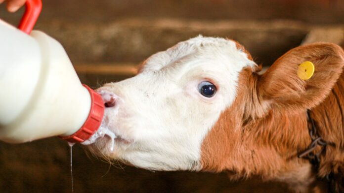 Milch & Milchbauern