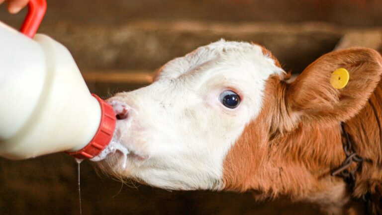 Milch & Milchbauern