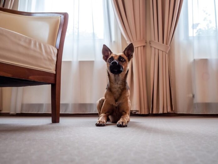 Urlaub mit Hund in Hinterzarten, Bild: AdobeStock Urlaub mit Hund in Hinterzarten, Bild: AdobeStock